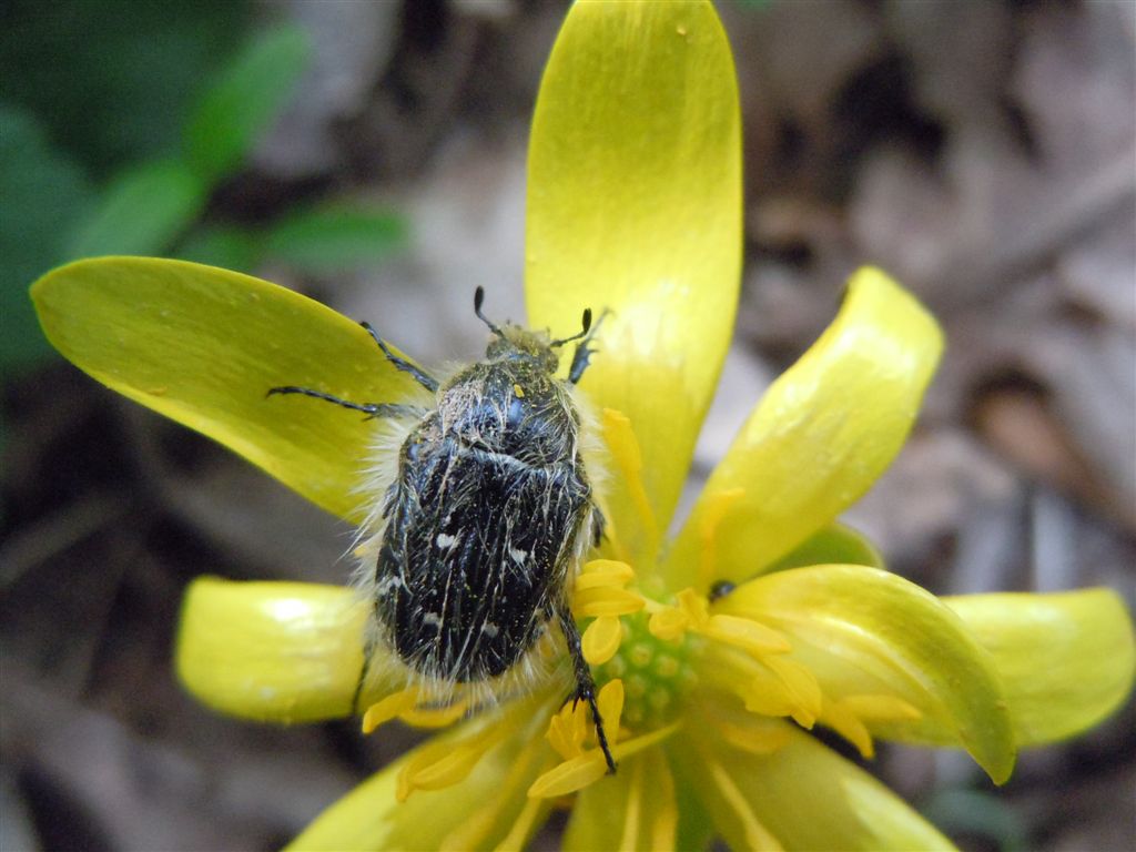 Tropinota hirta o squalida? squalida